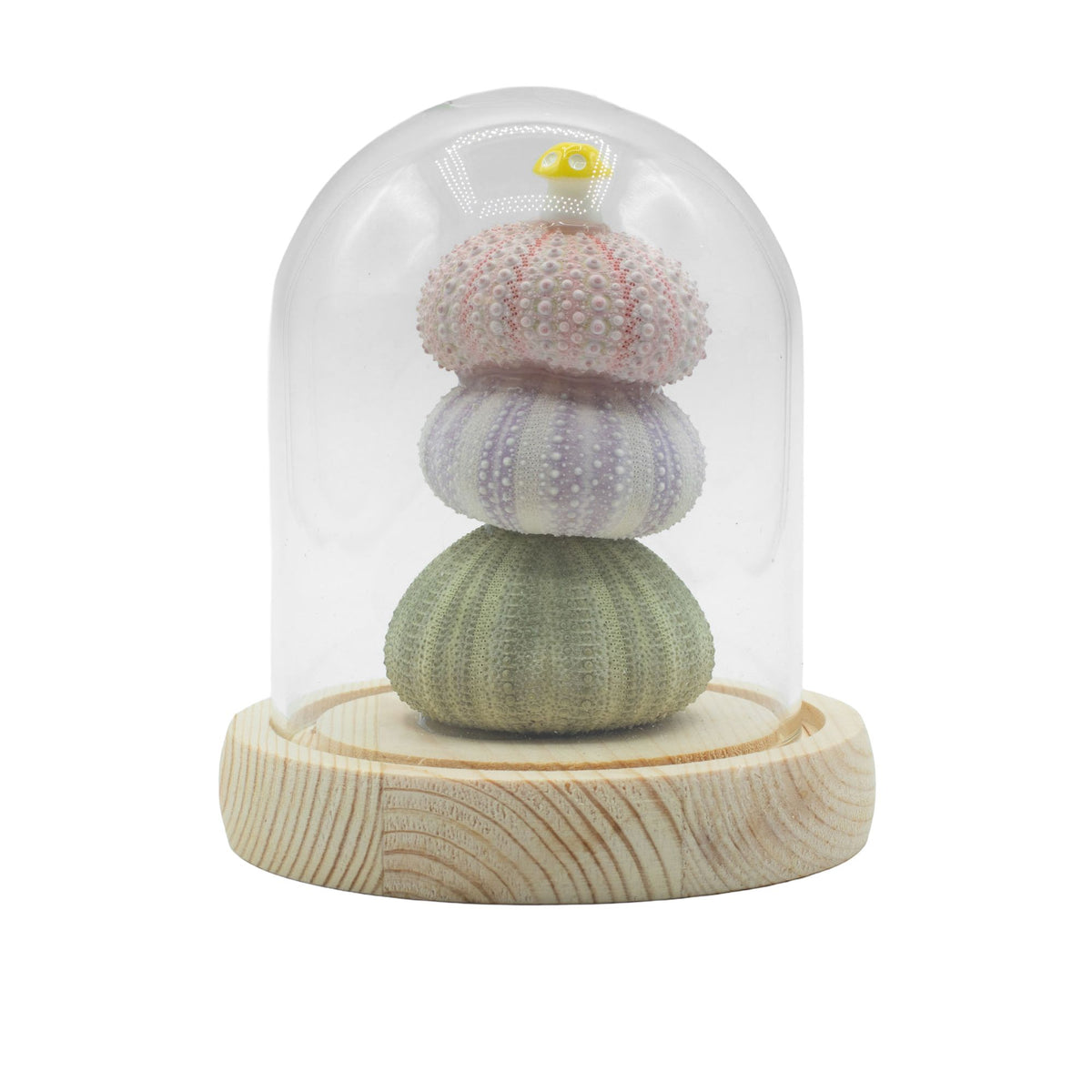 Floral Glow Garden Dome LED Light - Sea Urchins - USB
