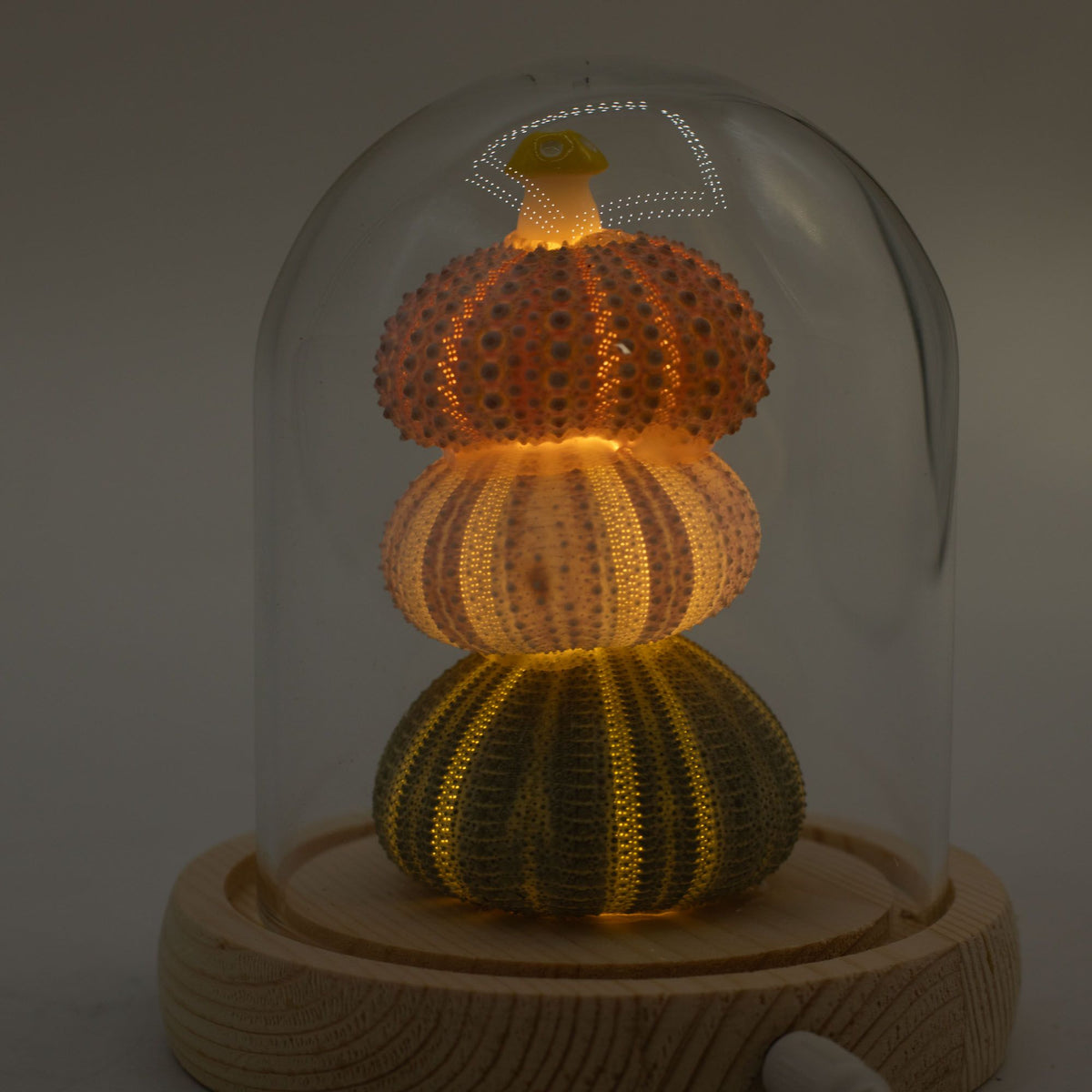 Floral Glow Garden Dome LED Light - Sea Urchins - USB