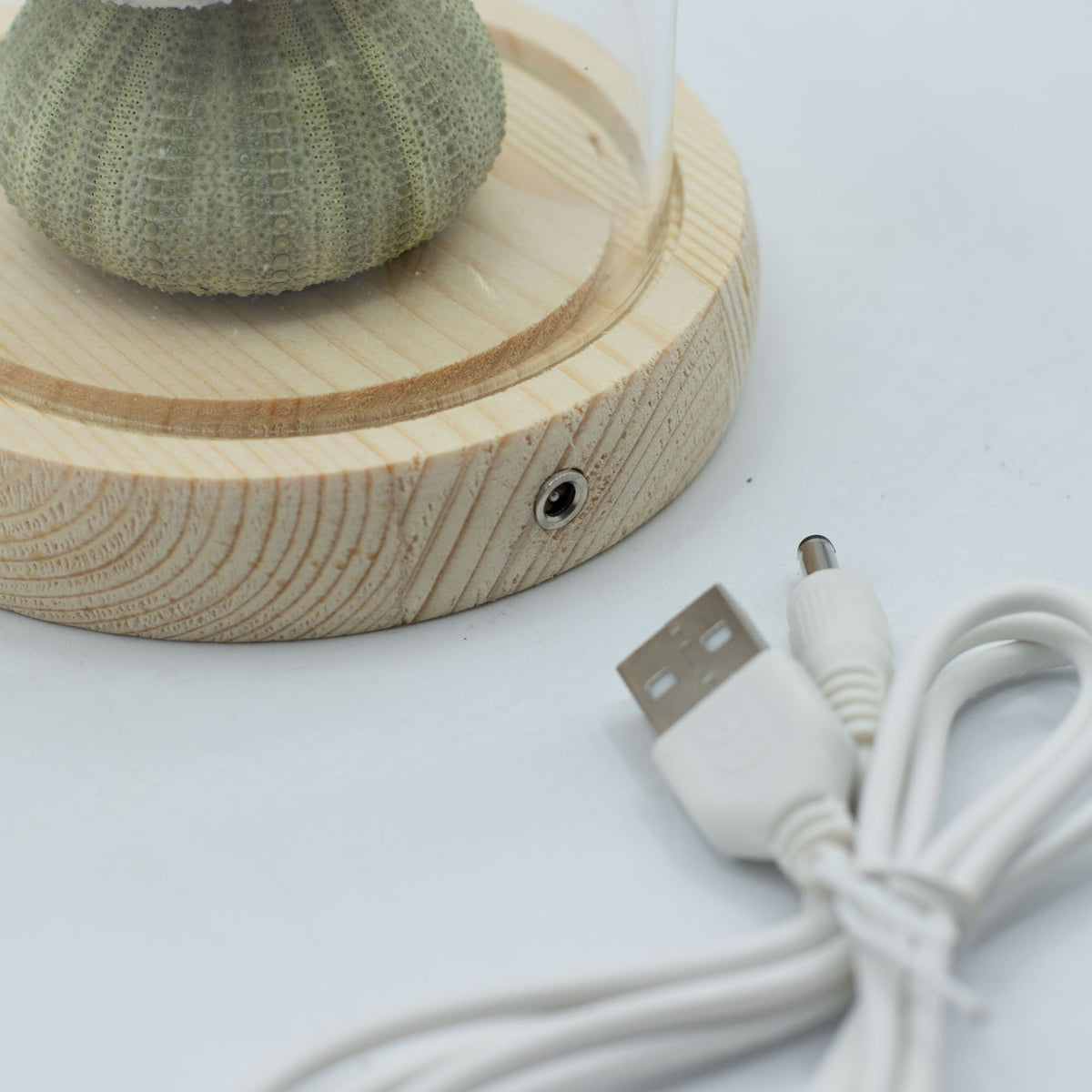 Floral Glow Garden Dome LED Light - Sea Urchins - USB